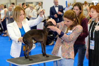 Yargıç muayene köpek dünya köpek Show