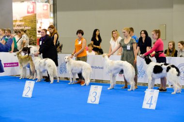 Katılımcılar içinde belgili tanımlık çalmak dünya köpek Show