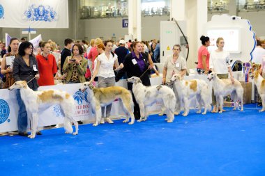 Katılımcılar içinde belgili tanımlık çalmak dünya köpek Show