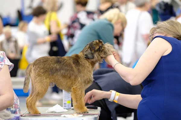 Pfleger bereitet Hund auf die Ausstellung vor — Stockfoto