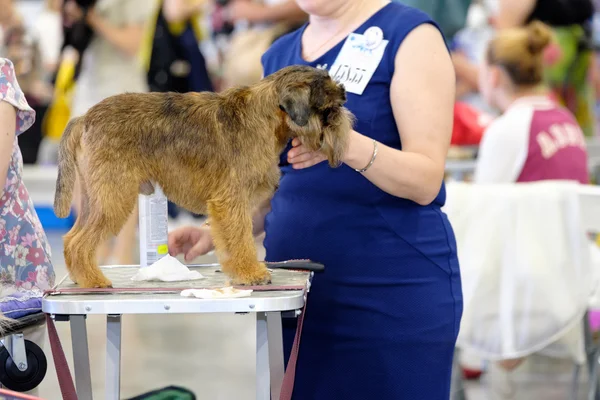 Groomer は、ショーに犬を準備します。 — ストック写真