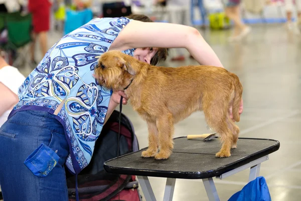 Groomer は、ショーに犬を準備します。 — ストック写真