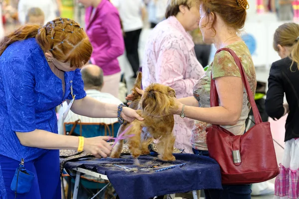 Groomer bereidt hond naar de show — Stockfoto