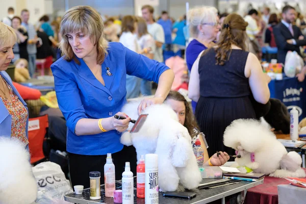 Groomer klargjør hund til showet. – stockfoto