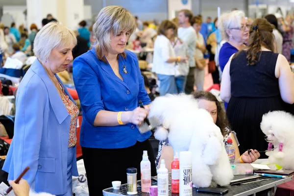 Groomer bereidt hond naar de show — Stockfoto