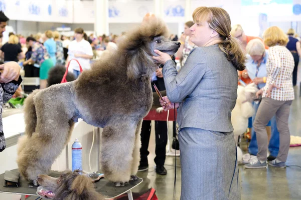 Groomer は、ショーに犬を準備します。 — ストック写真