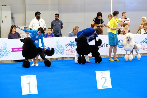 Participants au ring du Salon Mondial du Chien — Photo