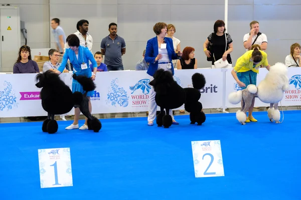 Participants au ring du Salon Mondial du Chien — Photo