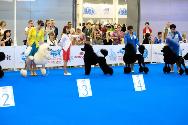 Účastníci v ringu na World Dog Show — Stock fotografie