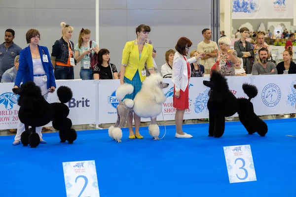 Participants au ring du Salon Mondial du Chien — Photo