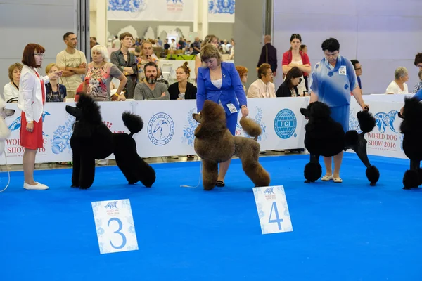 Účastníci v ringu na World Dog Show — Stock fotografie