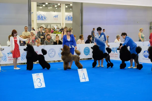 Οι συμμετέχοντες στο δαχτυλίδι για το κόσμο Dog Show — Φωτογραφία Αρχείου