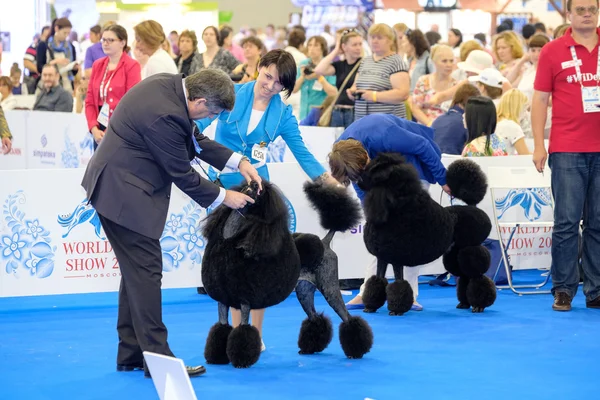 Domaren granskar hund på World Dog Show — Stockfoto