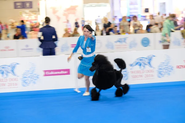 Participants au ring du Salon Mondial du Chien — Photo