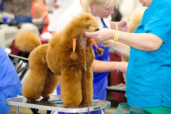 Groomer は、ショーに犬を準備します。 — ストック写真