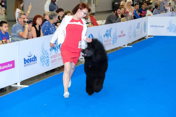 Účastníci v ringu na World Dog Show — Stock fotografie