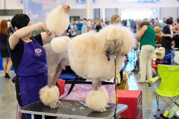 Groomer przygotowuje psa do pokazu — Zdjęcie stockowe