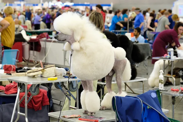 Groomer bereidt hond naar de show — Stockfoto