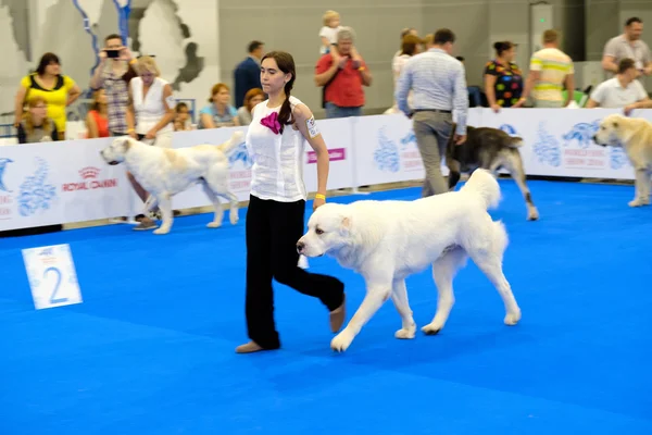 Účastníci v ringu na World Dog Show — Stock fotografie