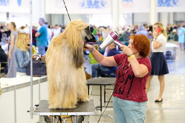 Groomer bereidt hond naar de show — Stockfoto