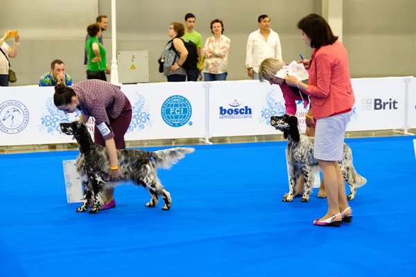 Participants in the ring on the World Dog Show — Stock Photo, Image