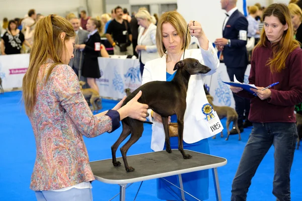 Juge examinant chien sur le Salon mondial du chien — Photo