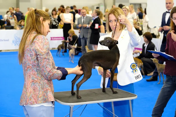 Juiz examinando cão no World Dog Show — Fotografia de Stock