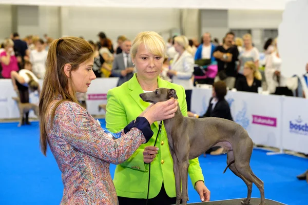 Vyšetřující soudce psa na World Dog Show — Stock fotografie