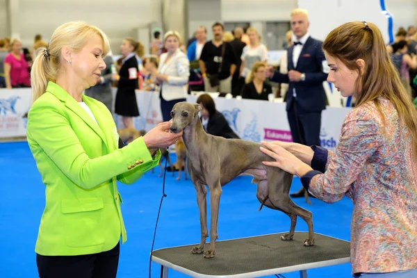 Juge examinant chien sur le Salon mondial du chien — Photo