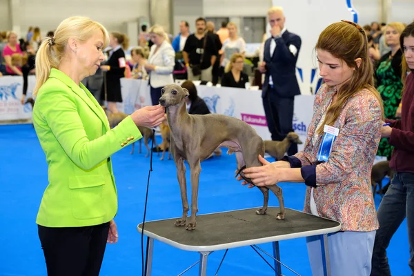 Domaren granskar hund på World Dog Show — Stockfoto