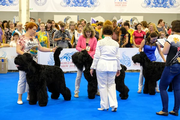 Juge examinant chien sur le Salon mondial du chien — Photo