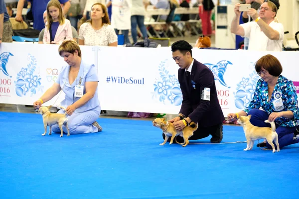 Deltagarna i ringen på World Dog Show — Stockfoto