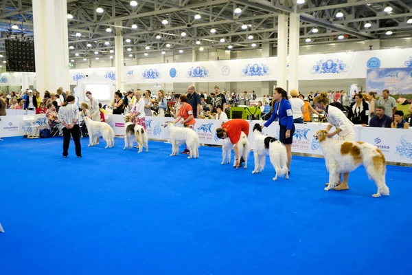 Juge examinant chien sur le Salon mondial du chien — Photo