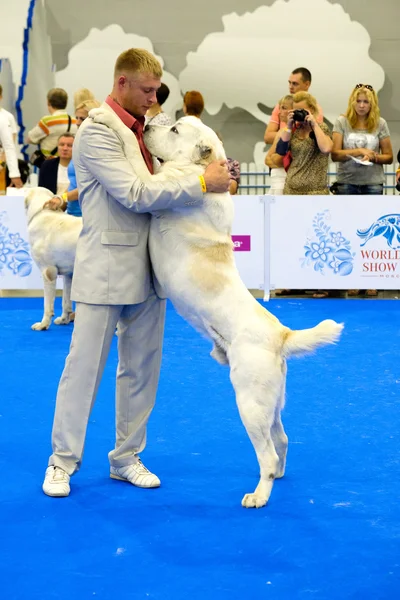 Účastníci v ringu na World Dog Show — Stock fotografie