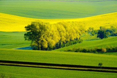 Dalgalı meadows manzara South Moravia'deki / daki bahar