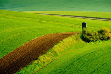 Dalgalı meadows manzara South Moravia'deki / daki bahar