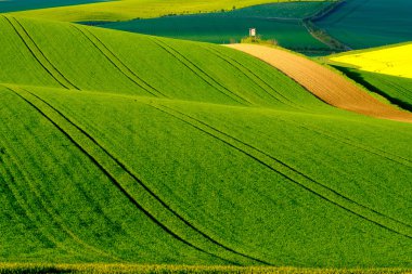 Dalgalı meadows manzara South Moravia'deki / daki bahar