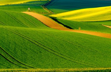 Dalgalı meadows manzara South Moravia'deki / daki bahar