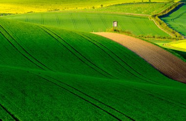 Dalgalı meadows manzara South Moravia'deki / daki bahar