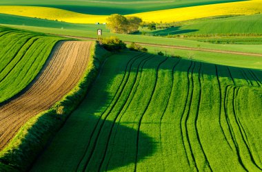 Dalgalı meadows manzara South Moravia'deki / daki bahar