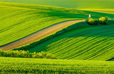 Dalgalı meadows manzara South Moravia'deki / daki bahar
