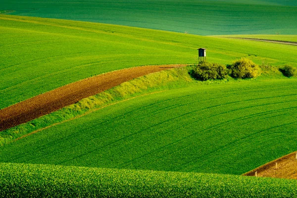 Prairies ondulées paysage printanier en Moravie du Sud — Photo