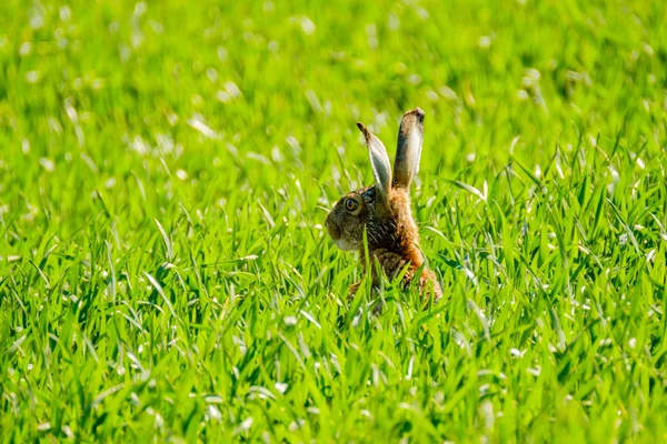 Vild hare i fältet — Stockfoto