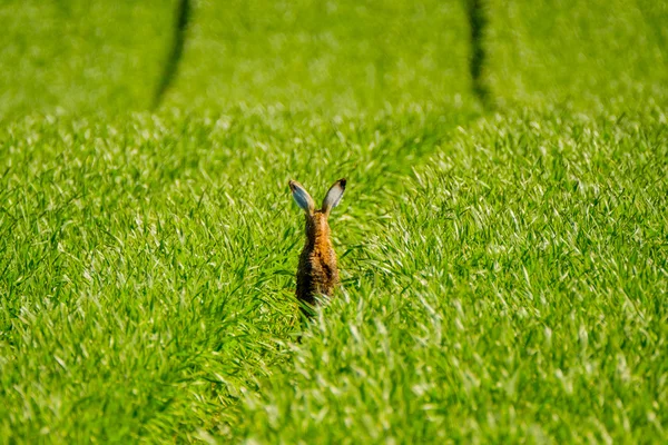 Divoký zajíc v poli — Stock fotografie