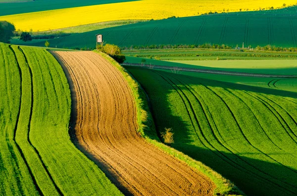 Dalgalı meadows manzara South Moravia'deki / daki bahar — Stok fotoğraf