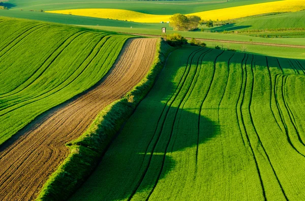 Dalgalı meadows manzara South Moravia'deki / daki bahar — Stok fotoğraf