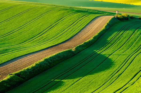 Dalgalı meadows manzara South Moravia'deki / daki bahar — Stok fotoğraf