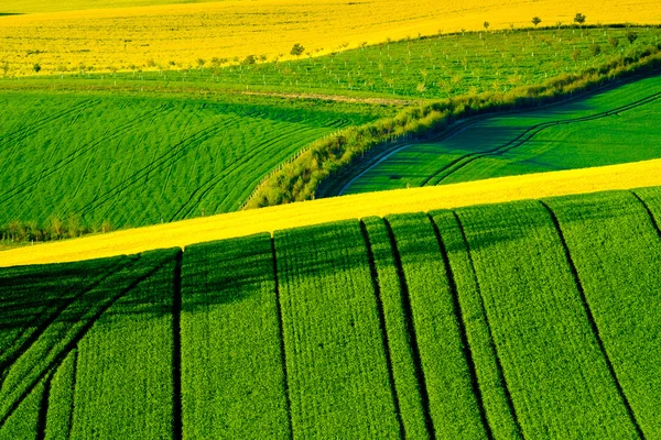 Prairies ondulées paysage printanier en Moravie du Sud — Photo