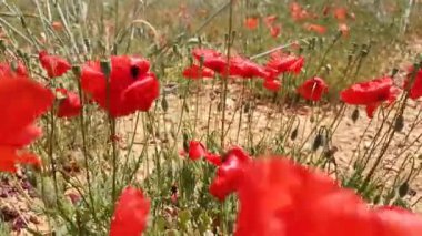 Çayırda kırmızı haşhaş