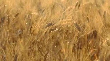 Rüzgarda sallanan olgun buğday